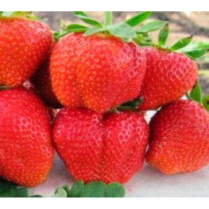 Клубника "ДАРСЕЛЕКТ"  (6шт.)
