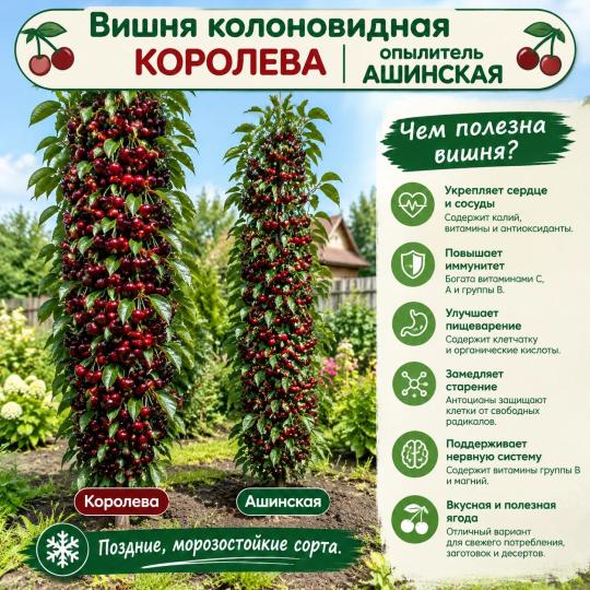 Вишня колоновидная Королева и опылитель Ашинская